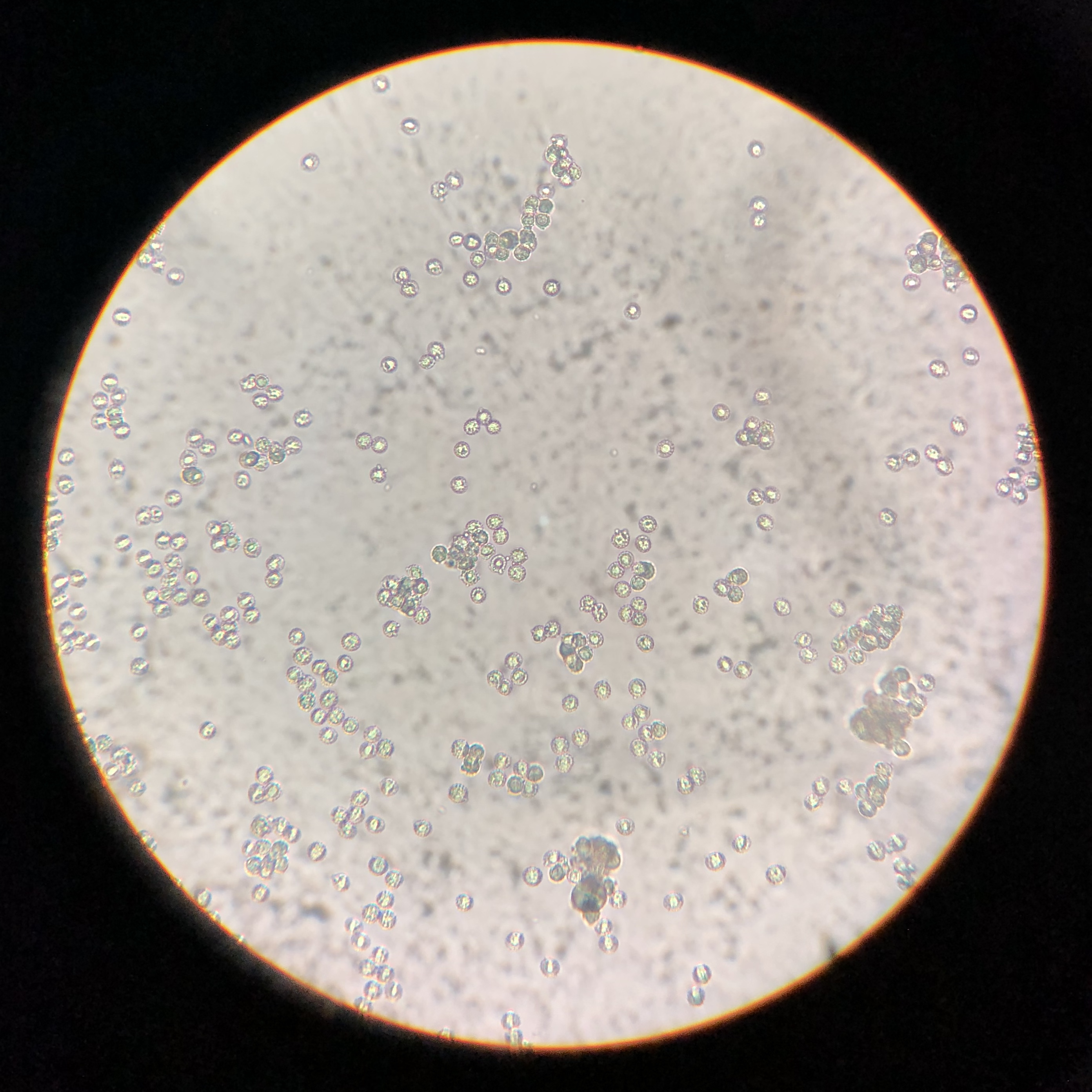 Laccaria bicolor Figure 4